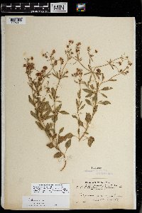 Eriogonum abertianum image