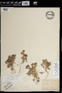 Eriogonum abertianum image