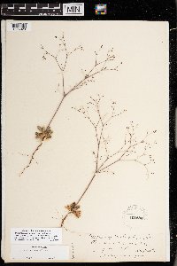Image of Eriogonum apiculatum