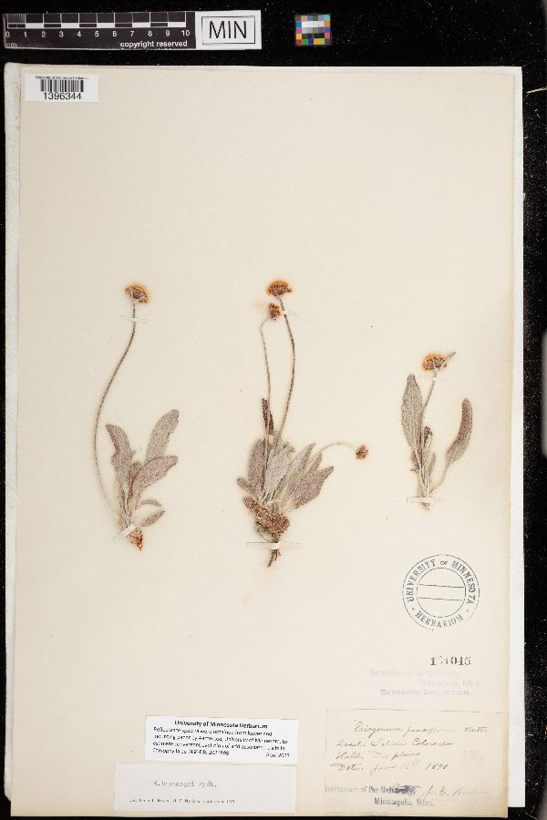 Eriogonum brandegei image