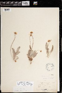Image of Eriogonum brandegei