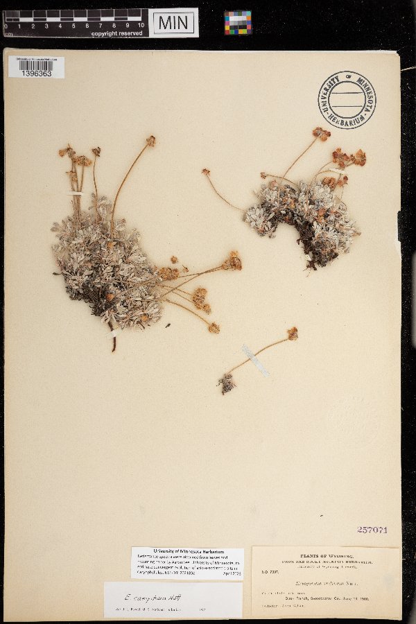 Eriogonum caespitosum image