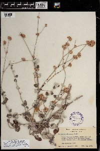 Image of Eriogonum cinereum