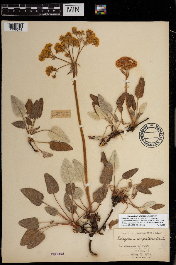 Eriogonum compositum image