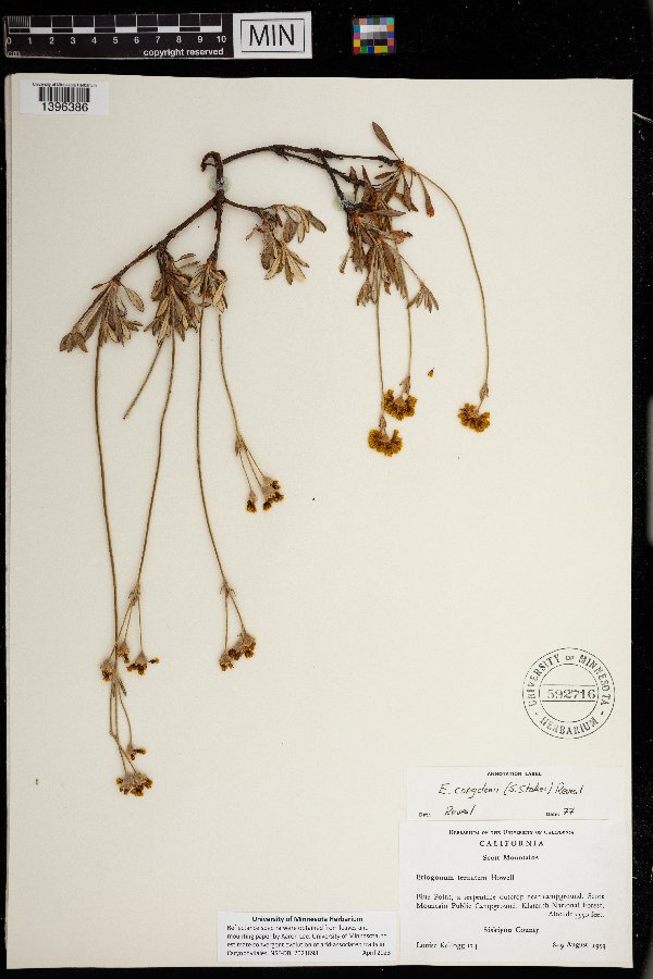 Eriogonum congdonii image