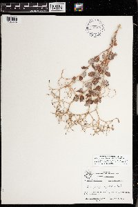 Image of Eriogonum corymbosum