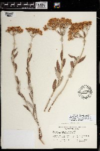 Eriogonum corymbosum var. corymbosum image