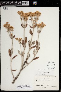 Eriogonum corymbosum var. corymbosum image