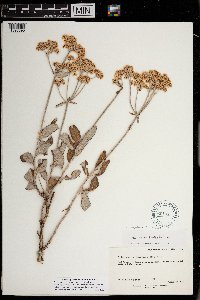 Eriogonum corymbosum var. corymbosum image