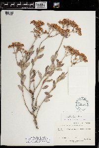 Eriogonum corymbosum var. corymbosum image