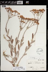 Eriogonum corymbosum var. corymbosum image