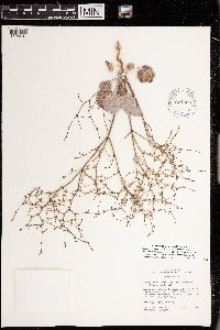 Eriogonum deflexum image