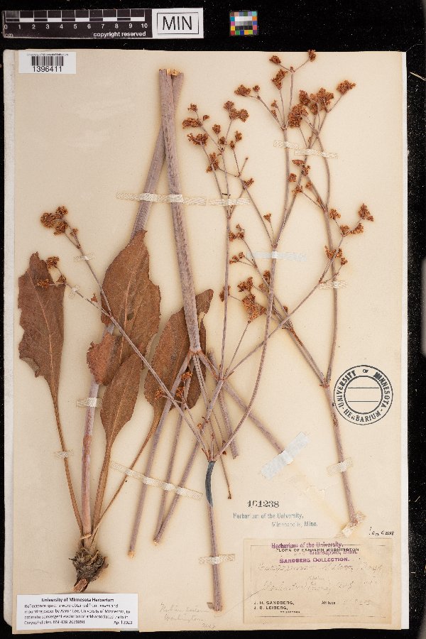 Eriogonum elatum image