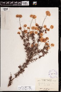Image of Eriogonum fasciculatum