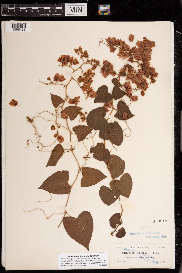 Antigonon leptopus image