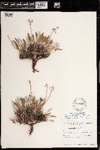 Eriogonum flavum image