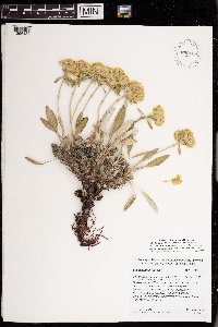 Eriogonum flavum image