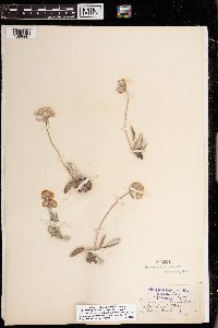 Eriogonum flavum image