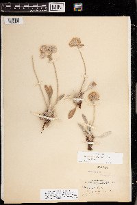 Eriogonum flavum var. flavum image