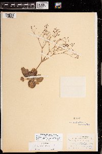 Eriogonum gordonii image