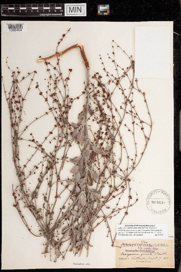 Eriogonum gracile image