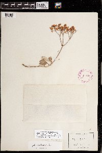 Eriogonum lonchophyllum image