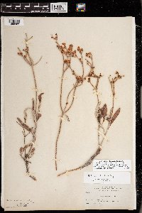 Eriogonum lonchophyllum image