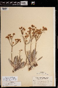 Eriogonum lonchophyllum image