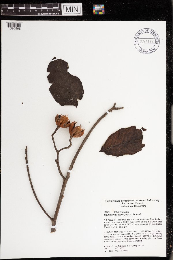 Alphitonia macrocarpa image