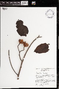 Image of Alphitonia macrocarpa