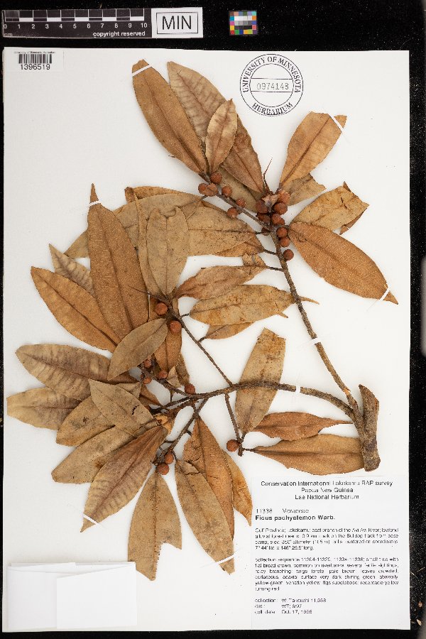 Ficus pachystemon image