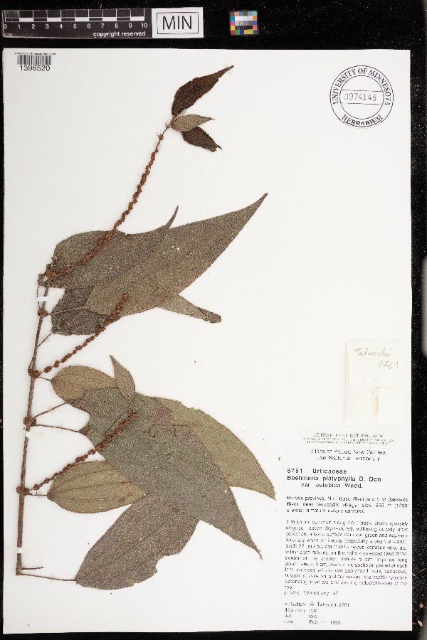 Boehmeria virgata subsp. macrophylla image