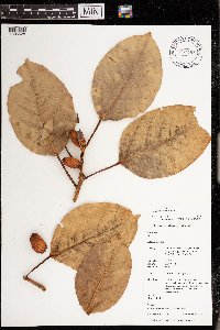 Image of Ficus altissima