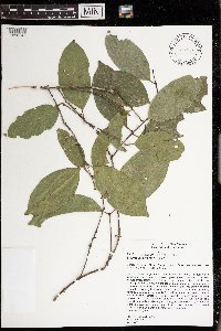 Salacia erythrocarpa image