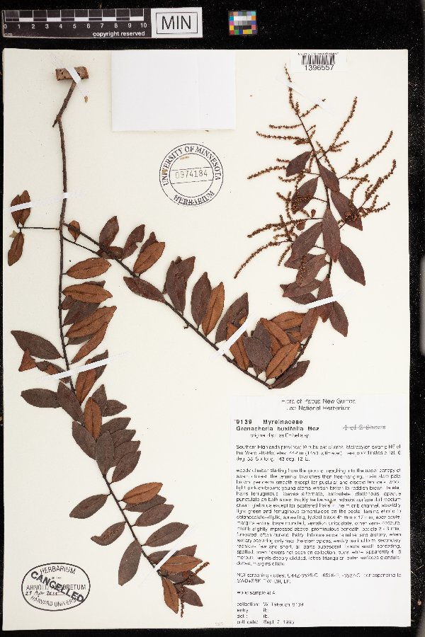 Grenacheria buxifolia image