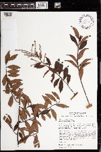 Grenacheria buxifolia image