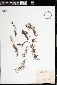 Utricularia vulgaris image