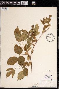 Rubus canadensis image