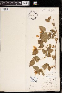 Rubus canadensis image