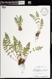 Woodsia ilvensis image