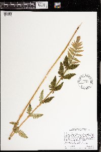 Osmunda claytoniana image