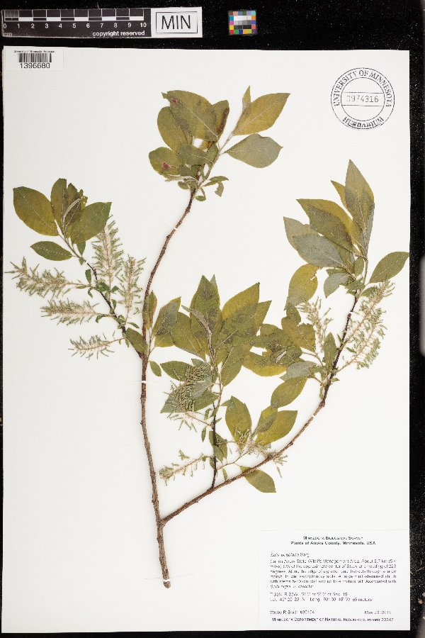 Salix bebbiana image