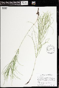 Equisetum arvense image