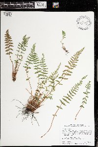 Woodsia ilvensis image