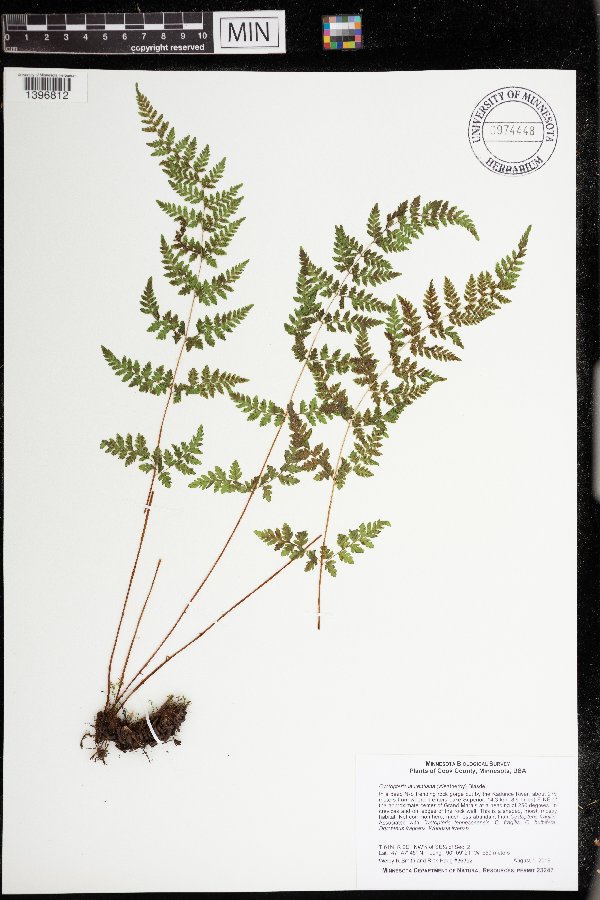 Cystopteris laurentiana image