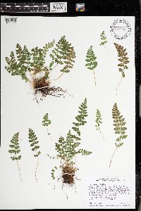 Woodsia ilvensis image