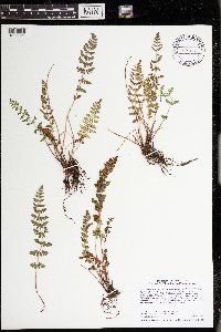 Woodsia oregana subsp. cathcartiana image