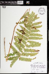 Osmunda claytoniana image