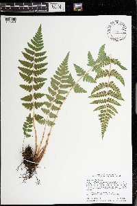 Dryopteris cristata image