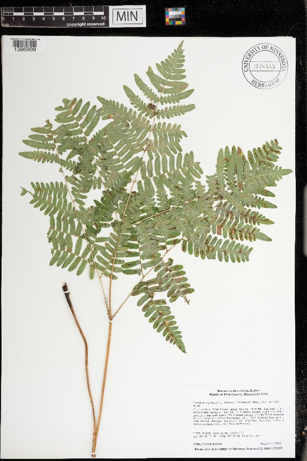 Pteridium aquilinum image